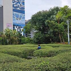 DJ negotiating the hedge maze in Kowloon Park.