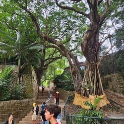 Beautiful trees in Kowloon Park.