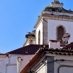 Wir haben noch nie so viele Störche gesehen ☝️