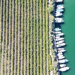 Dalyan's small armada and pomegranate plantation