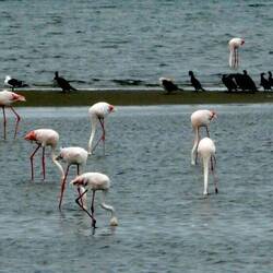 Flamingoes in a natural lagoon