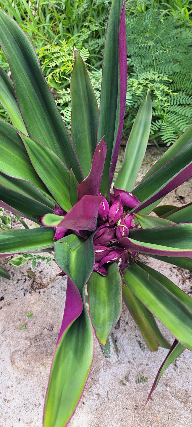 If my search is correct, this is a Tradescantia Spathacea. 🤷‍♀️ I love these!