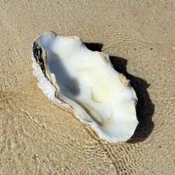 This shell was just sitting on the sand like this. I SO wanted to bring it home!!