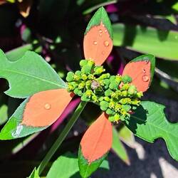 Google tells me this is a Euphorbia sometingorother. Whatever. I think it's neat.