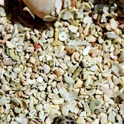Snails are always cute -- lots of different shapes, sizes & colors.