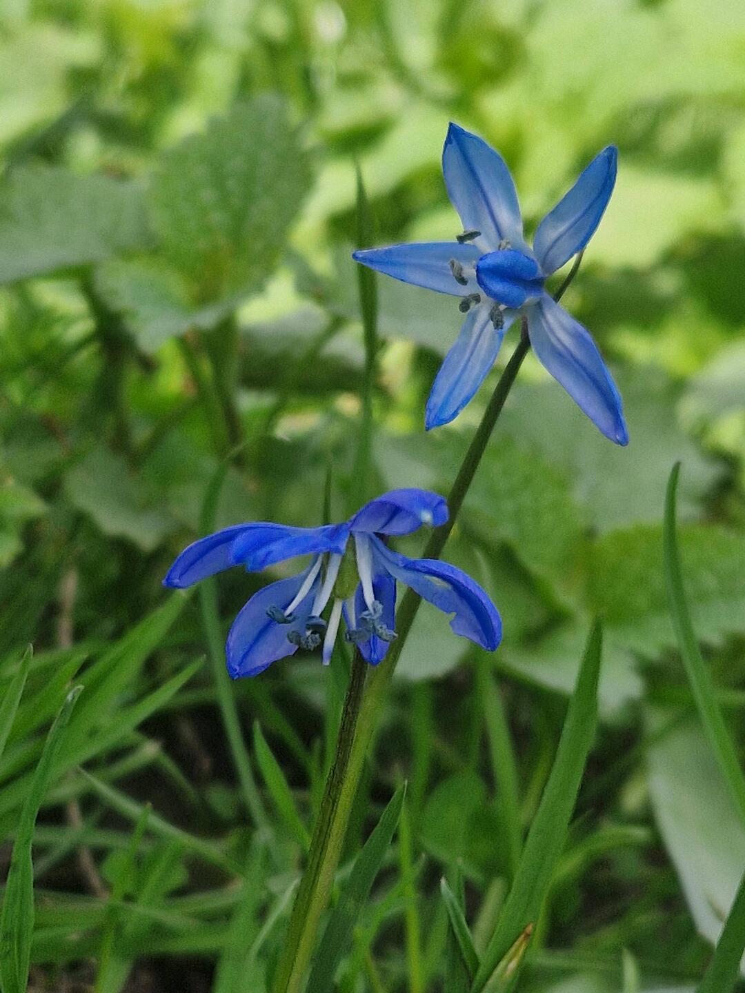 Never seen this flower before; a Siberian Squill