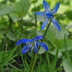 Never seen this flower before; a Siberian Squill