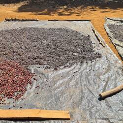 Kaffeefrüchte werden getrocknet