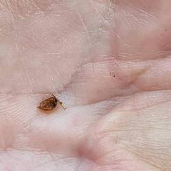 Kleiner Snack aus toter Ameise