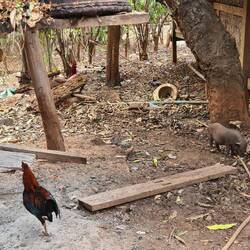 Schweinchen, Kühe, Hühner usw. können sein wo sie wollen