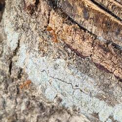 Die haben wir gefuttert - tatsächlich das leckerste Insekt bisher