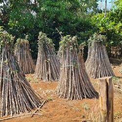 Hier wird Tapioka angebaut...