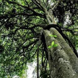 If the trees could talk...