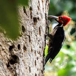 Woodpecker. Althought a little out of focus, I like the red head on the green background.