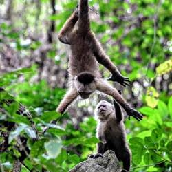Capuchin monkeys.