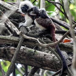 Cotton-top tamarin, one of the smallest monkeys in the world. Female with two cubs.