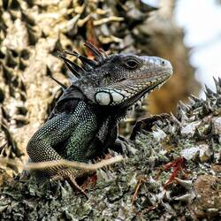 A relic of the Jurassic: iguana.
