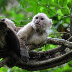 Capuchin monkeys.