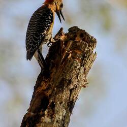 Woodpecker.