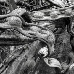 Our lives like these lianas... twisted, tangled, touching and separating without ever meeting again.