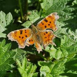 Comma butterfly at Tixall