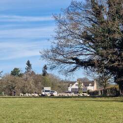 A dog herding sheep with lambs