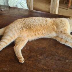 Nein, Katzen essen wir nicht 😸