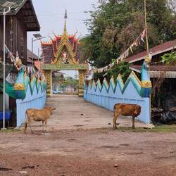 Wollen die Kühe etwa zu Buddha?