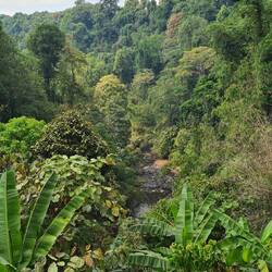 Dann schlängelt sich der Fluss durch den Dschungel