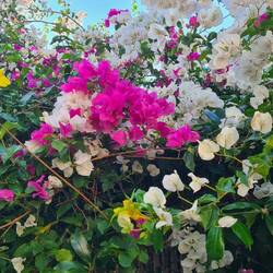 Mit Blumen können die Vietnamesen gut