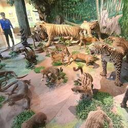 Tiere der Gegend veranschaulicht