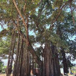 Der Baum hat Haare 😄