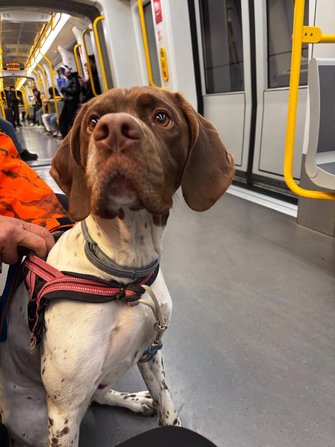 Snoopy in metropolitana