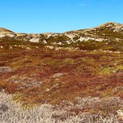 Heidelandschaft in leuchtenden Farben