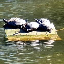 Strandponton für Schildi's