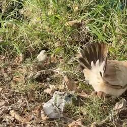 Abgang Straßen-Gang