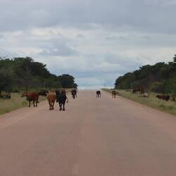 ... und es gibt gefühlt mehr Rinder...