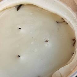 Da hat wohl jemand nachts geknabbert