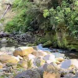 Watch all the fantails catching bugs
