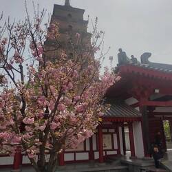 Große Wildgans-Pagode