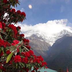 Der wilde Rhododendron leuchtet uns überall entgegen