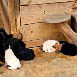 Und voll die süßen Hundebabys haben sie auch. Erst 5 Wochen alt.