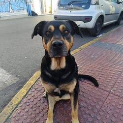 The Boss of the Atacama Desert