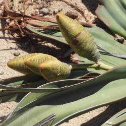 This plant is 300 years old