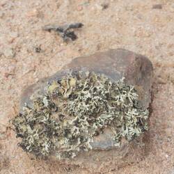 after a few seconds wetting this litchen starts sprouting