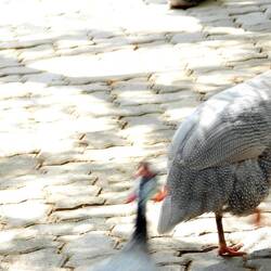 Chicken at the oasis where we had lunch