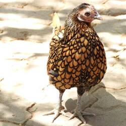 Chicken at the oasis where we had lunch