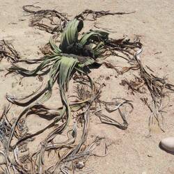 This plant is 300 years old