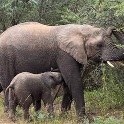 Afrikanische Elefanten