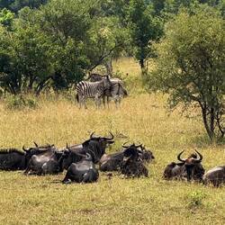 Streifengnus & Steppenzebras